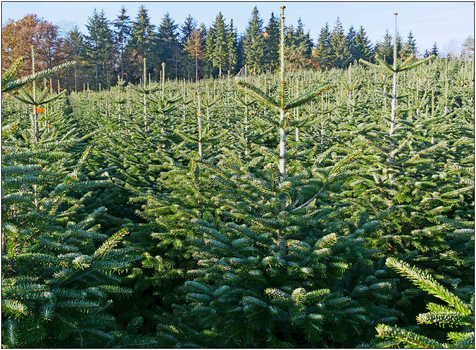 Christbaumwald