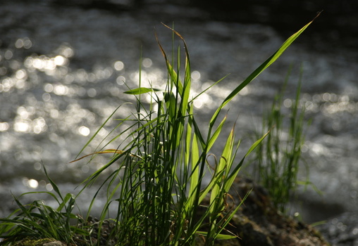 Gras