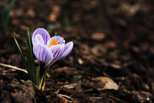 neulich im Garten