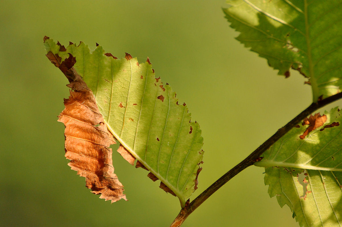 50 % Herbst