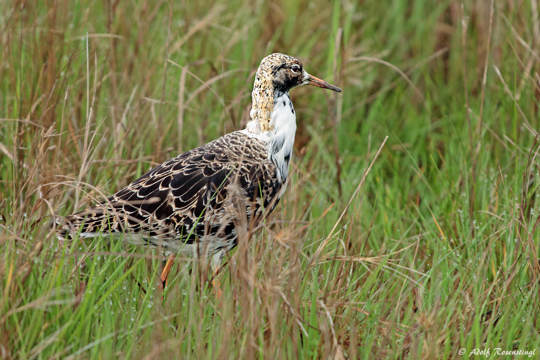 Kampfläufer (Philomachus pugnax) im Prachtkleid