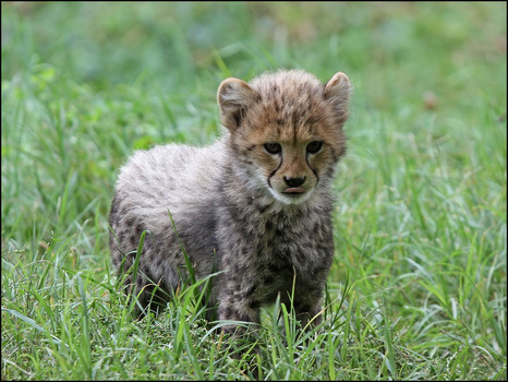 Wild und frech