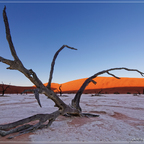 Deadvlei-Baum