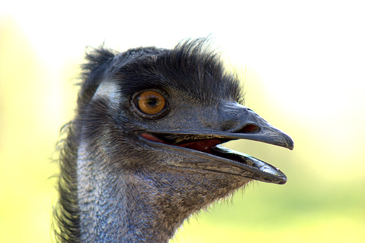 Emu