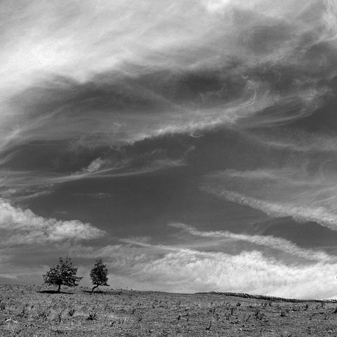 Trees