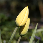 Tulpe closed