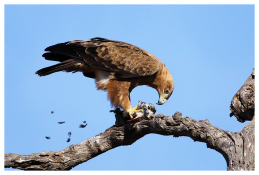 Raubadler (Aquila rapax)...