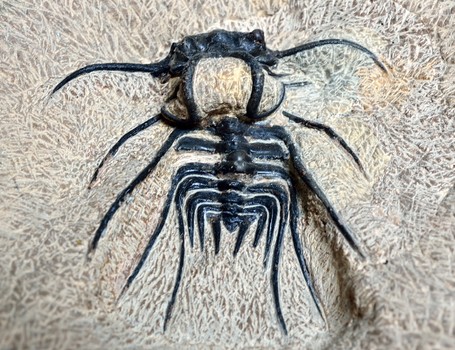 Trilobit