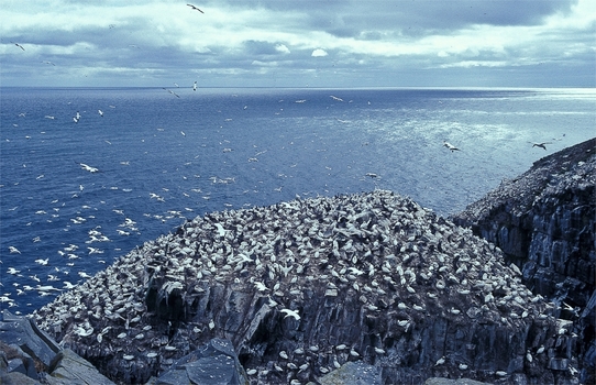 Bird Rock