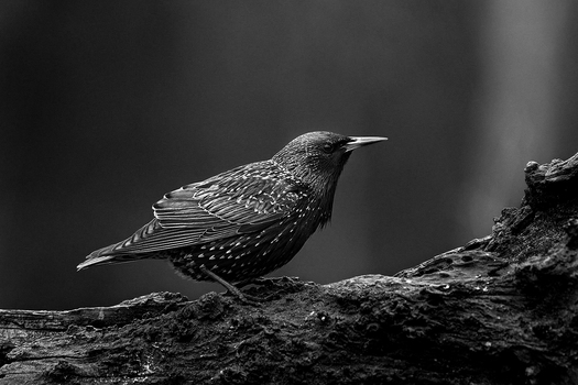 Vogel im Winter