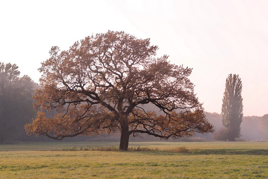 Eiche im Herbstkleid
