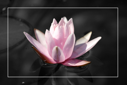 Seerose