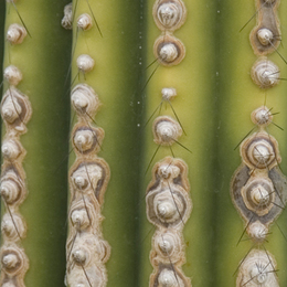 Kaktusdetail