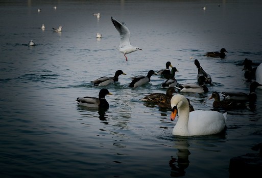 Vögel