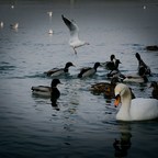 Vögel