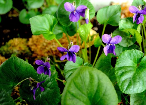 Märzveilchen im Terrarium