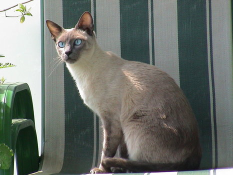 Siamkatze