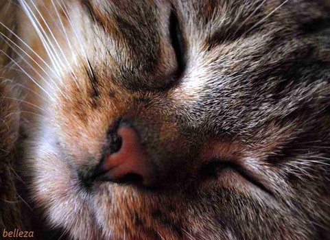 Katze