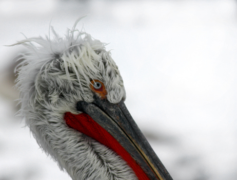 Schönheit im Winter
