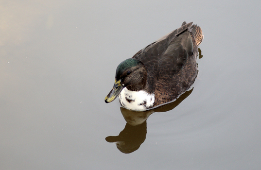 Ente