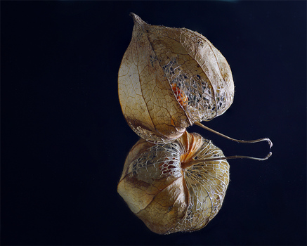 Physalis auf Spiegel