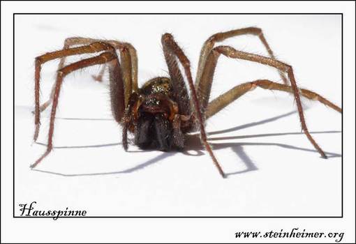 hausspinne