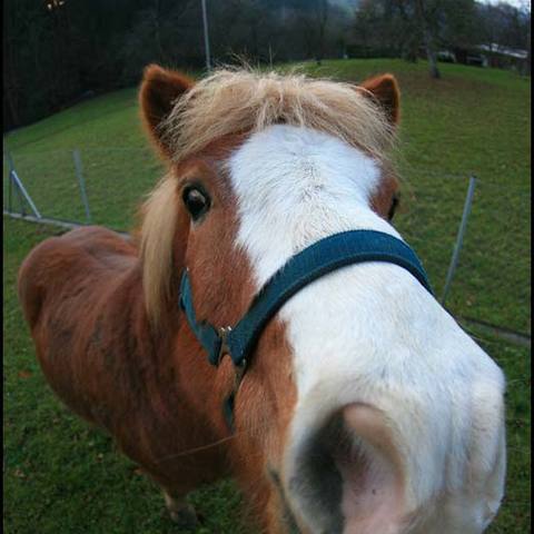Pferd mal anders II