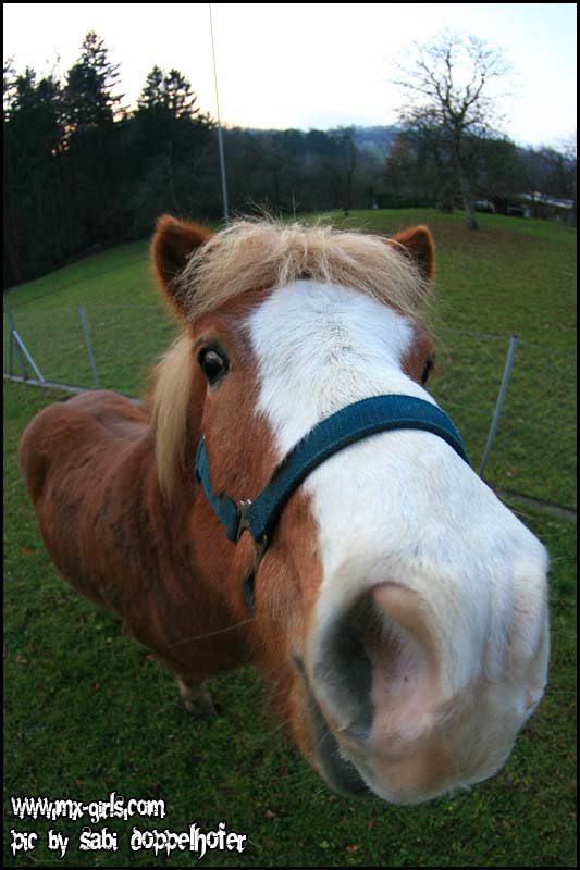 Pferd mal anders II