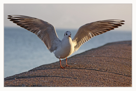 Möwe