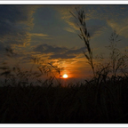 Sonnengeflutete Gräser....
