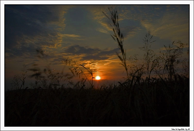 Sonnengeflutete Gräser....