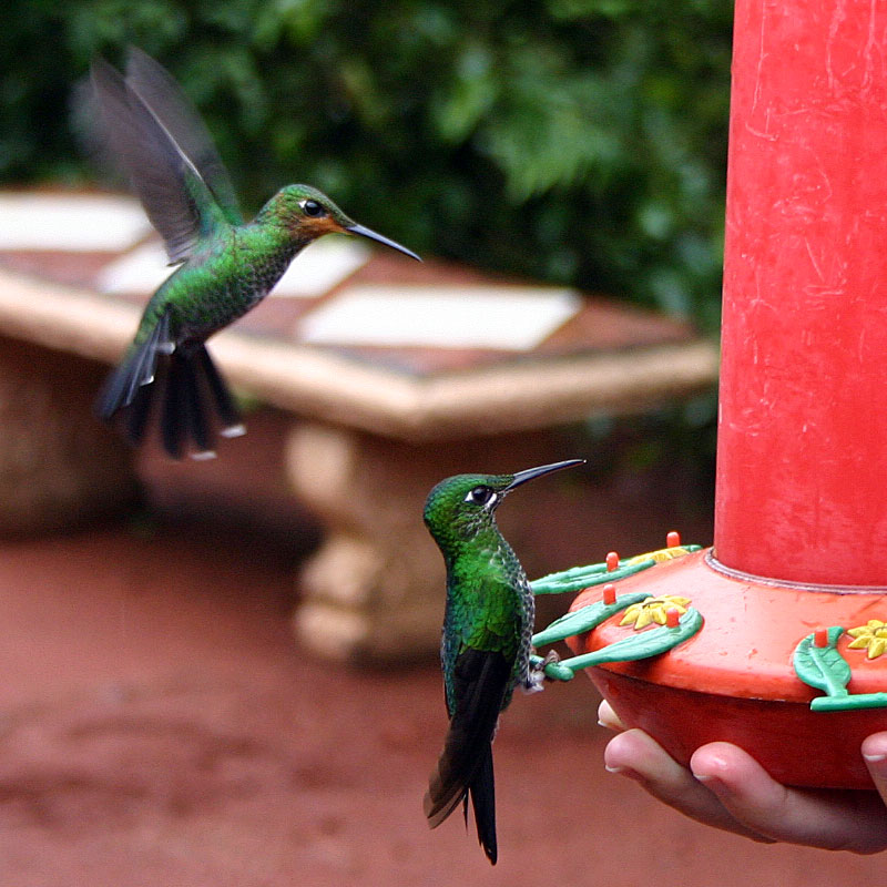 zwei Kolibris werden gefüttert