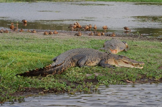 2 Crocs