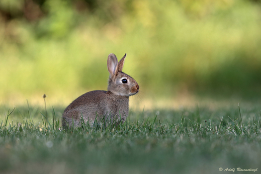 Junges Wildkaninchen (Oryctolagus cuniculus)