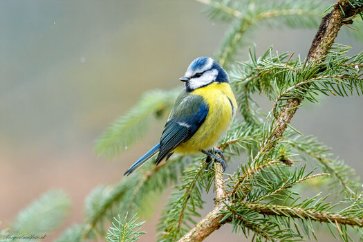 Blaumeise