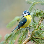 Blaumeise