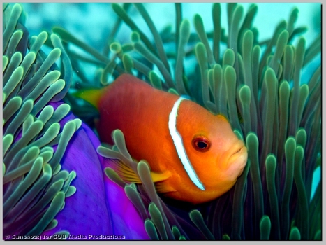 Der Freund der Anemone