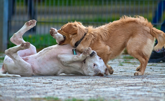 Hundezonen-Action