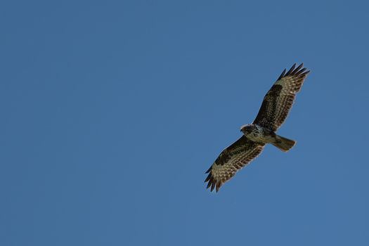 Mäusebussard