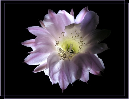Kakteen (3) - Echinopsis