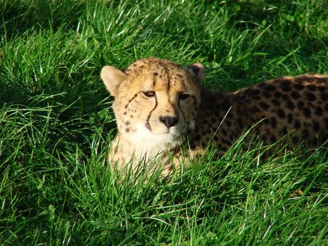 Gepard 1