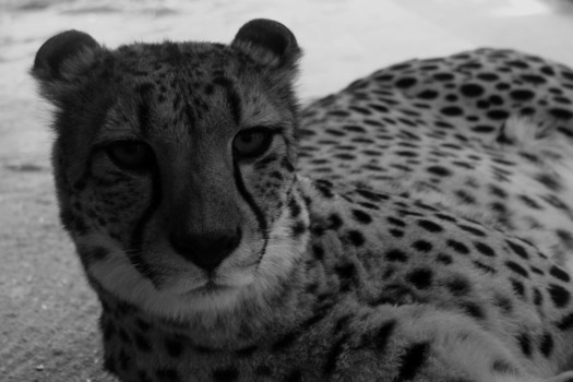 Gepard