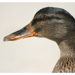 Portrait of a Duck
