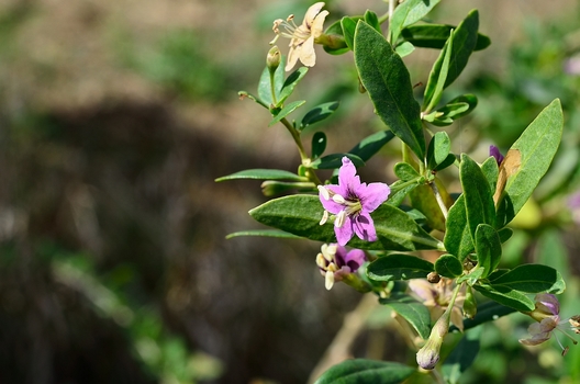 Gemeiner Bocksdorn (Lycium barbarum)