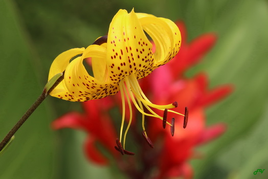 Blume