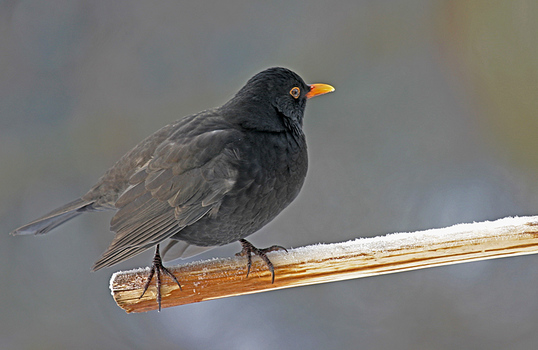 Amsel II
