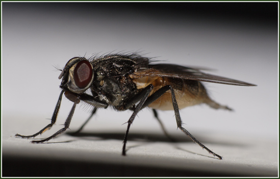 The Fly