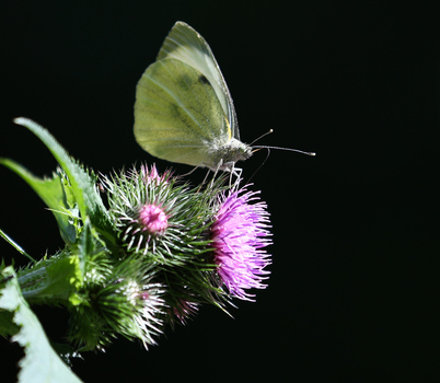 Großer Kohlweissling - Pieris brassicae
