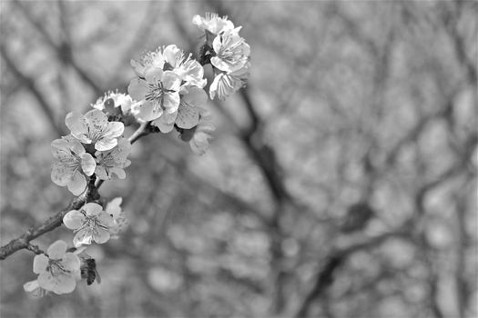 Spring is coming...
