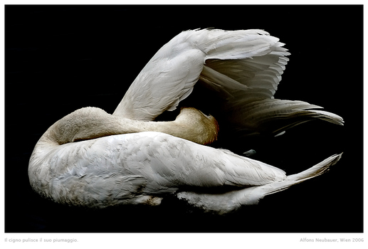Il cigno pulisce il suo piumaggio